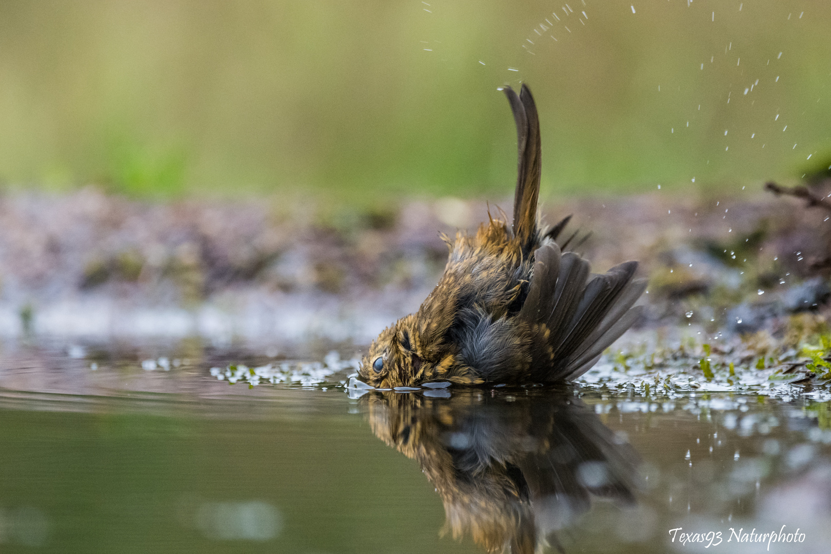 Köpfchen in das Wasser Schwaenzchen in die Hoeh