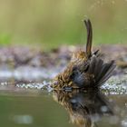 Köpfchen in das Wasser Schwaenzchen in die Hoeh