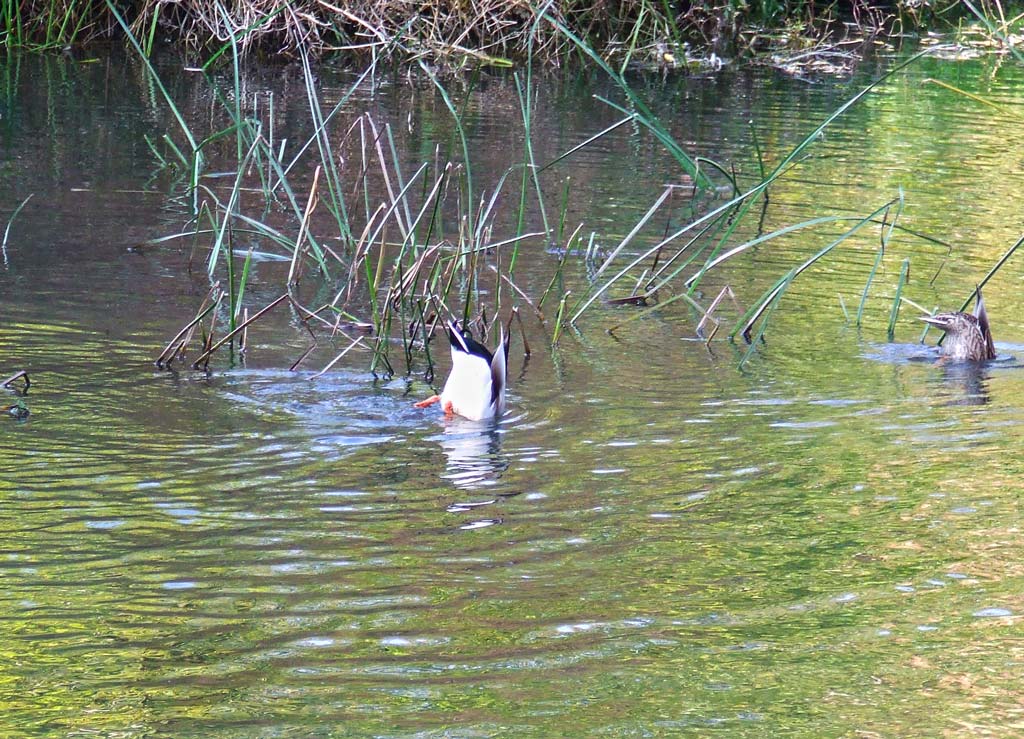 Köpfchen in das Wasser, Schwänzchen in die Höh'