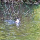 Köpfchen in das Wasser, Schwänzchen in die Höh'