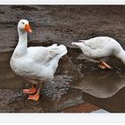 Köpfchen in das Wasser , Schwänzchen in die Höh´  -