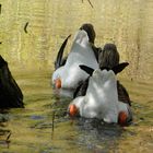 Köpfchen in das Wasser, Schwänzchen in die Höh