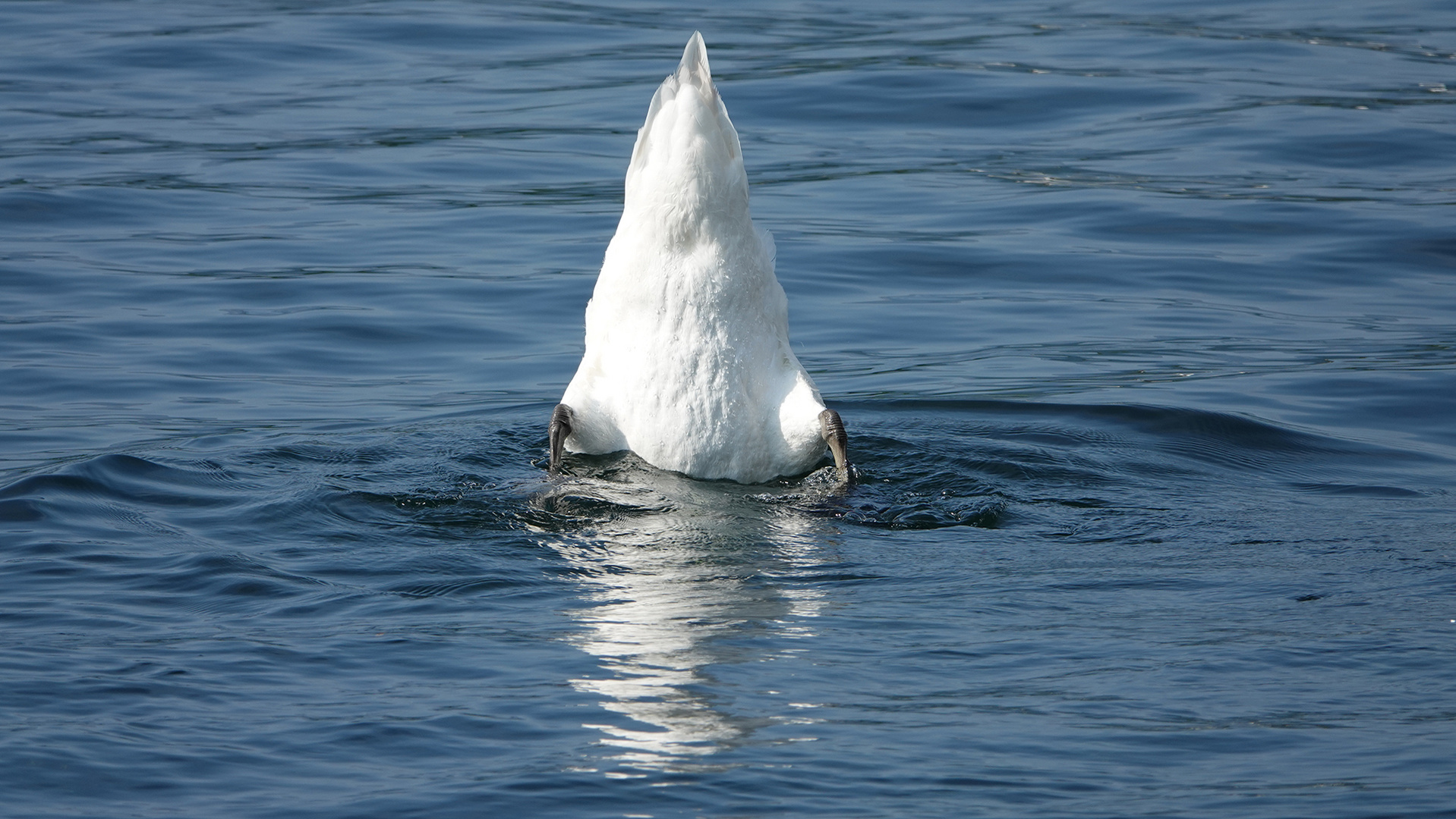 ... Köpfchen in das Wasser, Schwänzchen in die Höh' ...