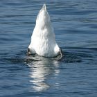 ... Köpfchen in das Wasser, Schwänzchen in die Höh' ...