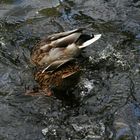 Köpfchen in das Wasser, Schwänzchen in die höh´