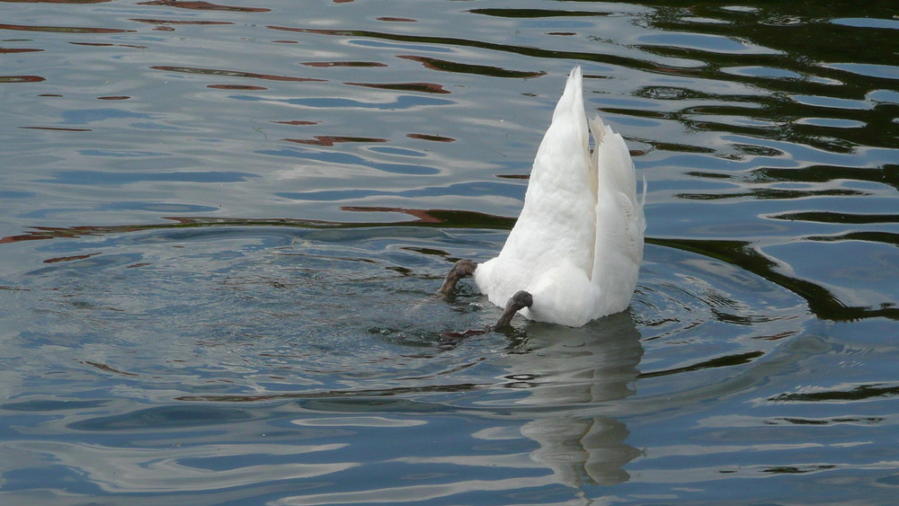 Köpfchen in das Wasser, Schwänzchen in die Höh'