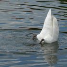 Köpfchen in das Wasser, Schwänzchen in die Höh'