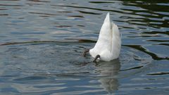 Köpfchen in das Wasser, Schwänzchen in die Höh'