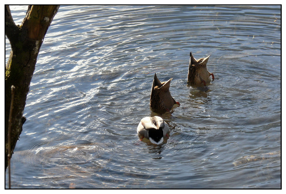 Köpfchen in das Wasser, Schwänzchen in die Höh.