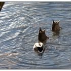 Köpfchen in das Wasser, Schwänzchen in die Höh.