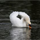 Köpfchen in das Wasser, Schwänzchen in die Höh!