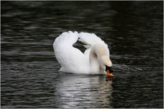 Köpfchen in das Wasser, Schwänzchen in die Höh!