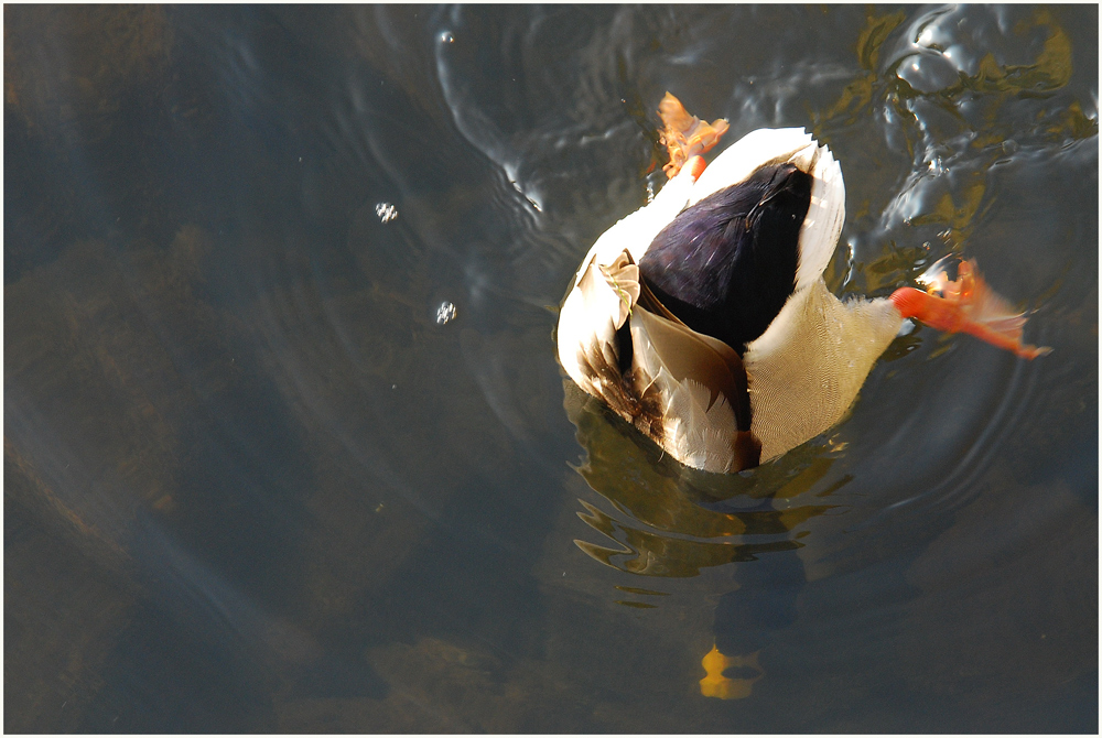 Köpfchen in das Wasser, Schwänzchen in die Höh....