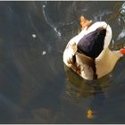 Köpfchen in das Wasser, Schwänzchen in die Höh....