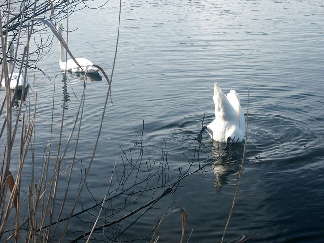 köpfchen in das wasser... schwänzchen in die höh'