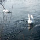 köpfchen in das wasser... schwänzchen in die höh'