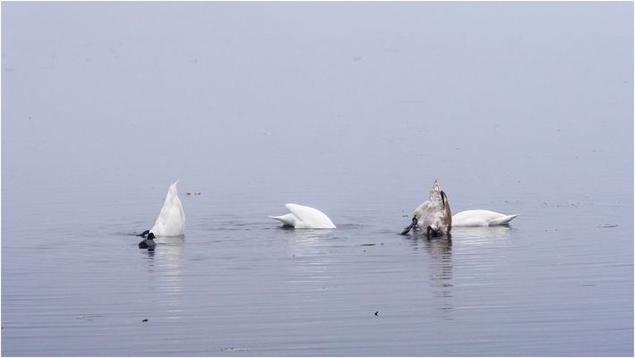 Köpfchen in das Wasser, Schwänzchen in die Höh'