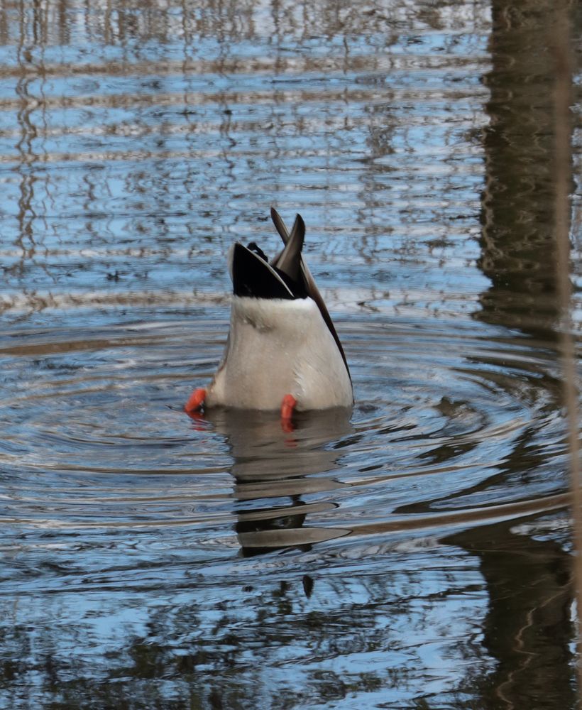 Köpfchen in das Wasser, Schwänzchen in die Höh