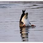 ...Köpfchen in das Wasser , Schwänzchen in die Höh !