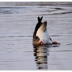 ...Köpfchen in das Wasser , Schwänzchen in die Höh !