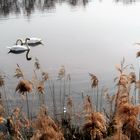 Köpfchen in das Wasser-Schwänzchen in die Höh