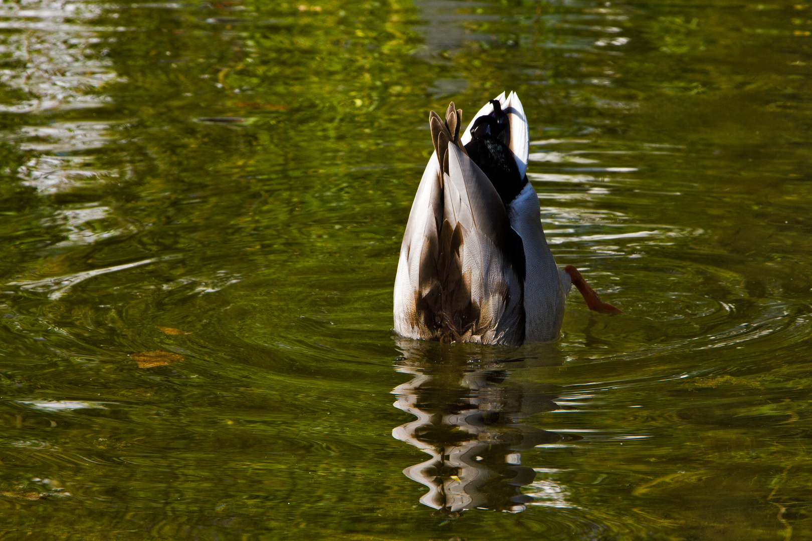 Köpfchen in das Wasser, Schwänzchen in die hö´h