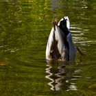 Köpfchen in das Wasser, Schwänzchen in die hö´h