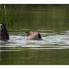 Köpfchen in das Wasser, Schwänzchen in die Höh!