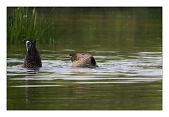 Köpfchen in das Wasser, Schwänzchen in die Höh!