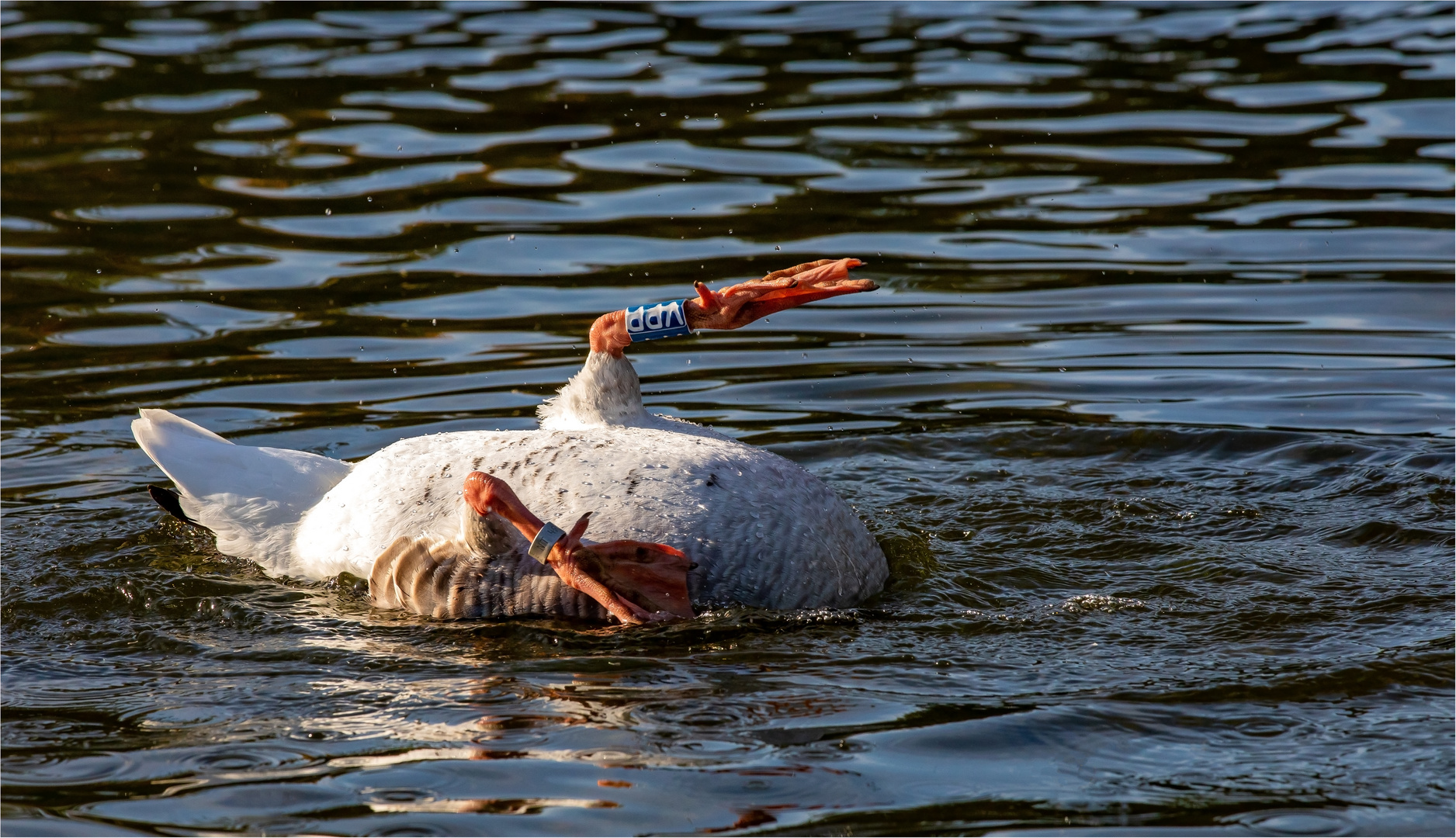 Köpfchen in das Wasser, Schwänzchen in die Höh