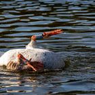 Köpfchen in das Wasser, Schwänzchen in die Höh