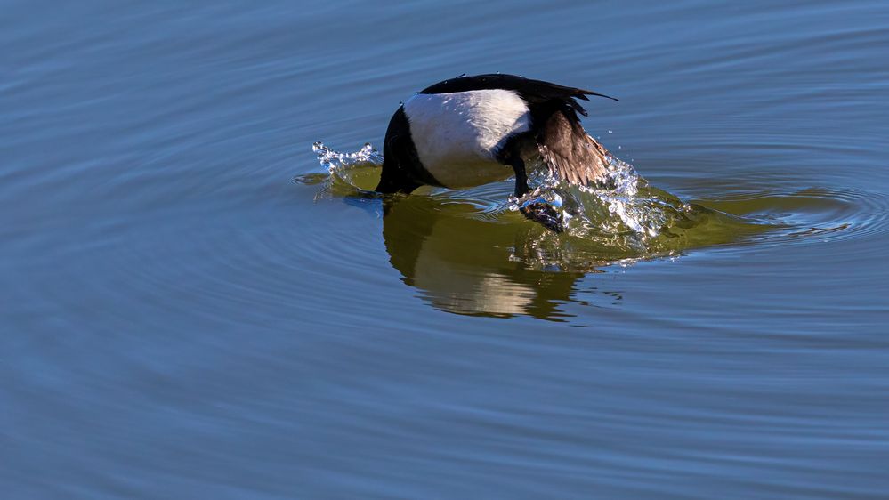 Köpfchen in das Wasser, Schwänzchen in die Höh!!