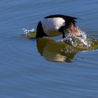 Köpfchen in das Wasser, Schwänzchen in die Höh!!