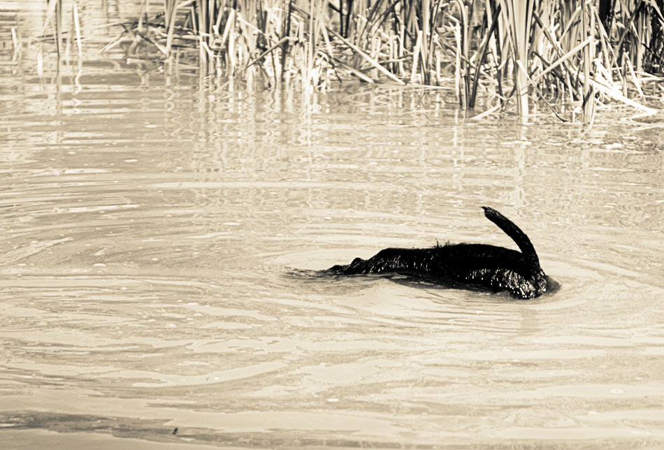 Köpfchen in das Wasser, Schwänzchen in die Höh