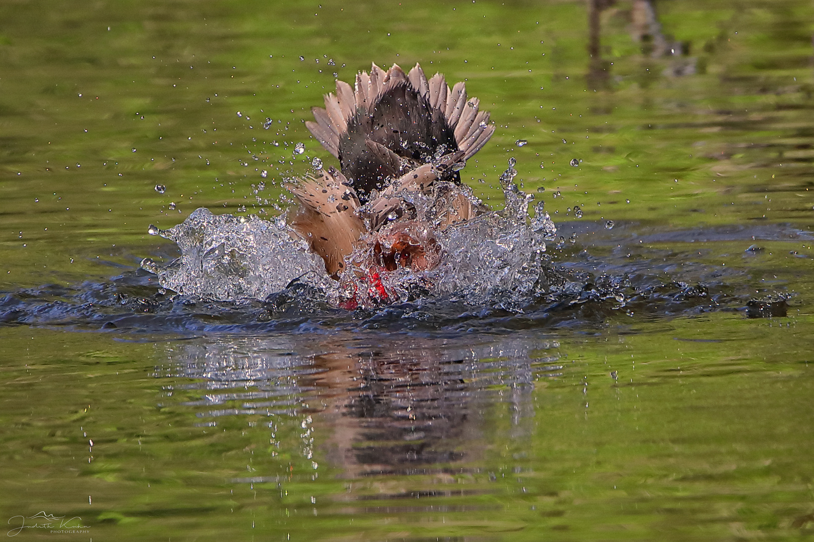 Köpfchen in das Wasser, Schwänzchen in die Höh'