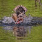 Köpfchen in das Wasser, Schwänzchen in die Höh'