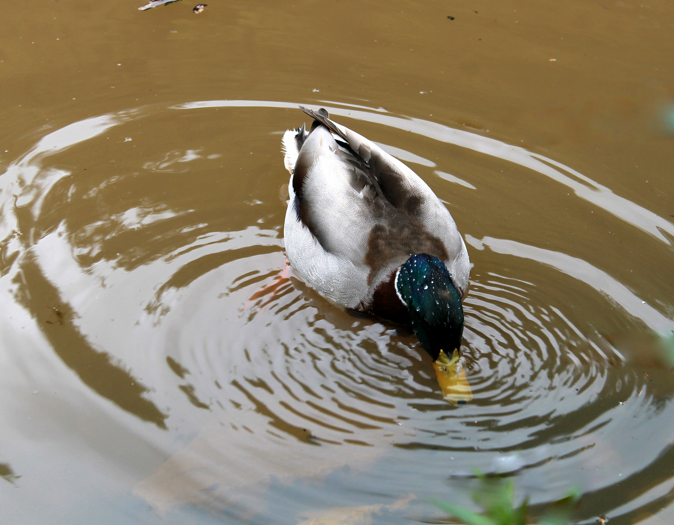 Köpfchen in das Wasser, Schwänzchen in die Höh'