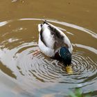 Köpfchen in das Wasser, Schwänzchen in die Höh'