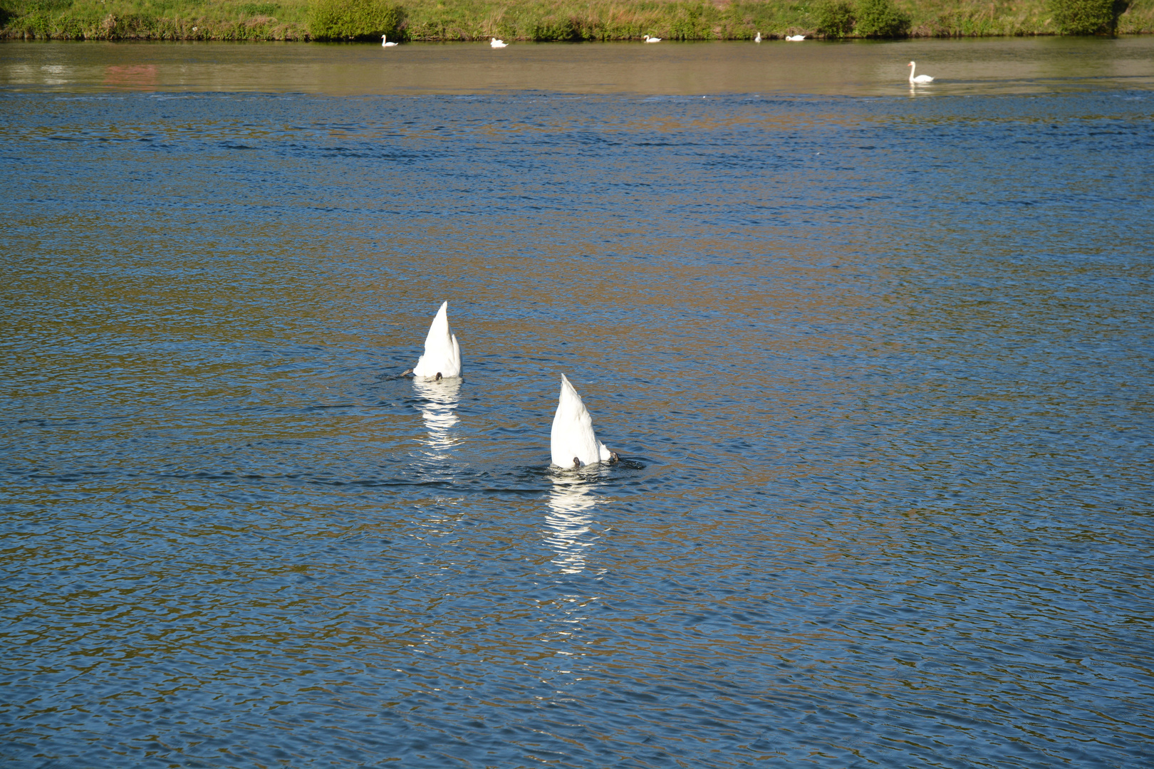 Köpfchen in das Wasser, Schwänzchen in die Höh