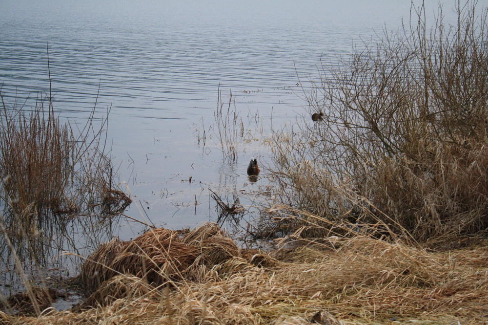 Köpfchen in das Wasser - Schwänzchen in die Höh!!!!