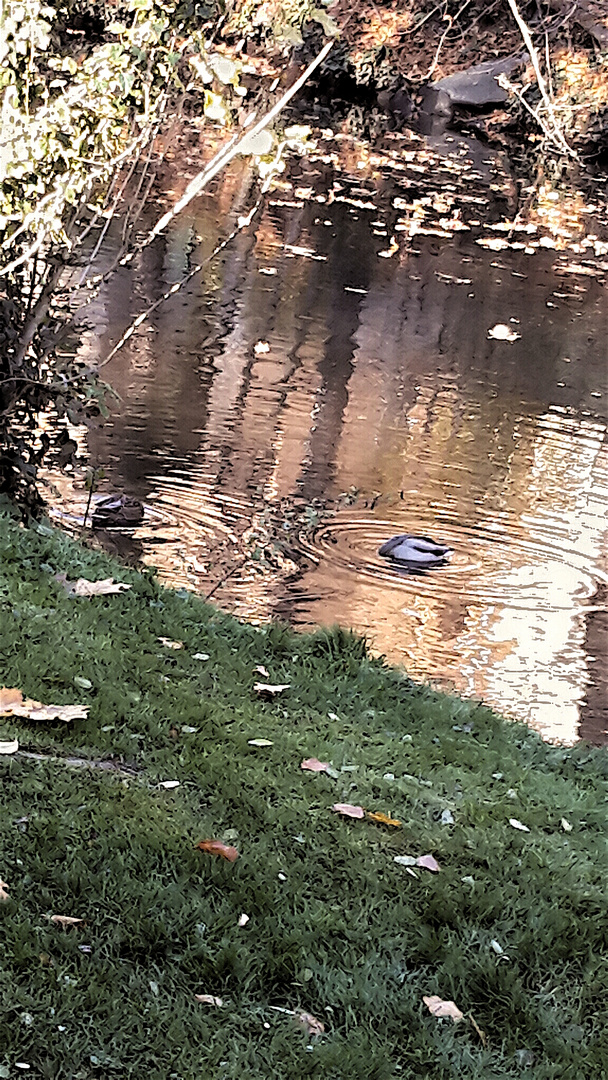 ...Köpfchen in das Wasser, Schwänzchen in die Höh.