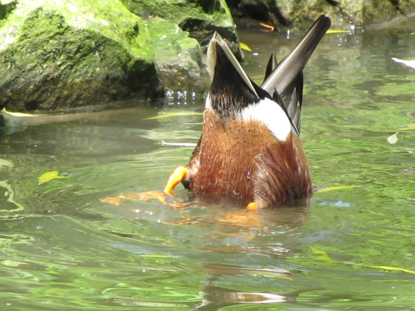 Köpfchen in das Wasser..... Teil 2