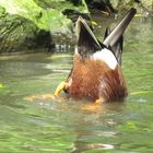 Köpfchen in das Wasser..... Teil 2