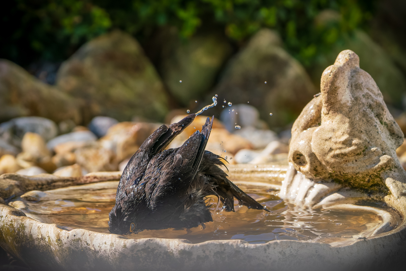 … Köpfchen in das Wasser und ….