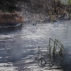 Köpfchen in das Wasser und Schwänzchen in die Höh