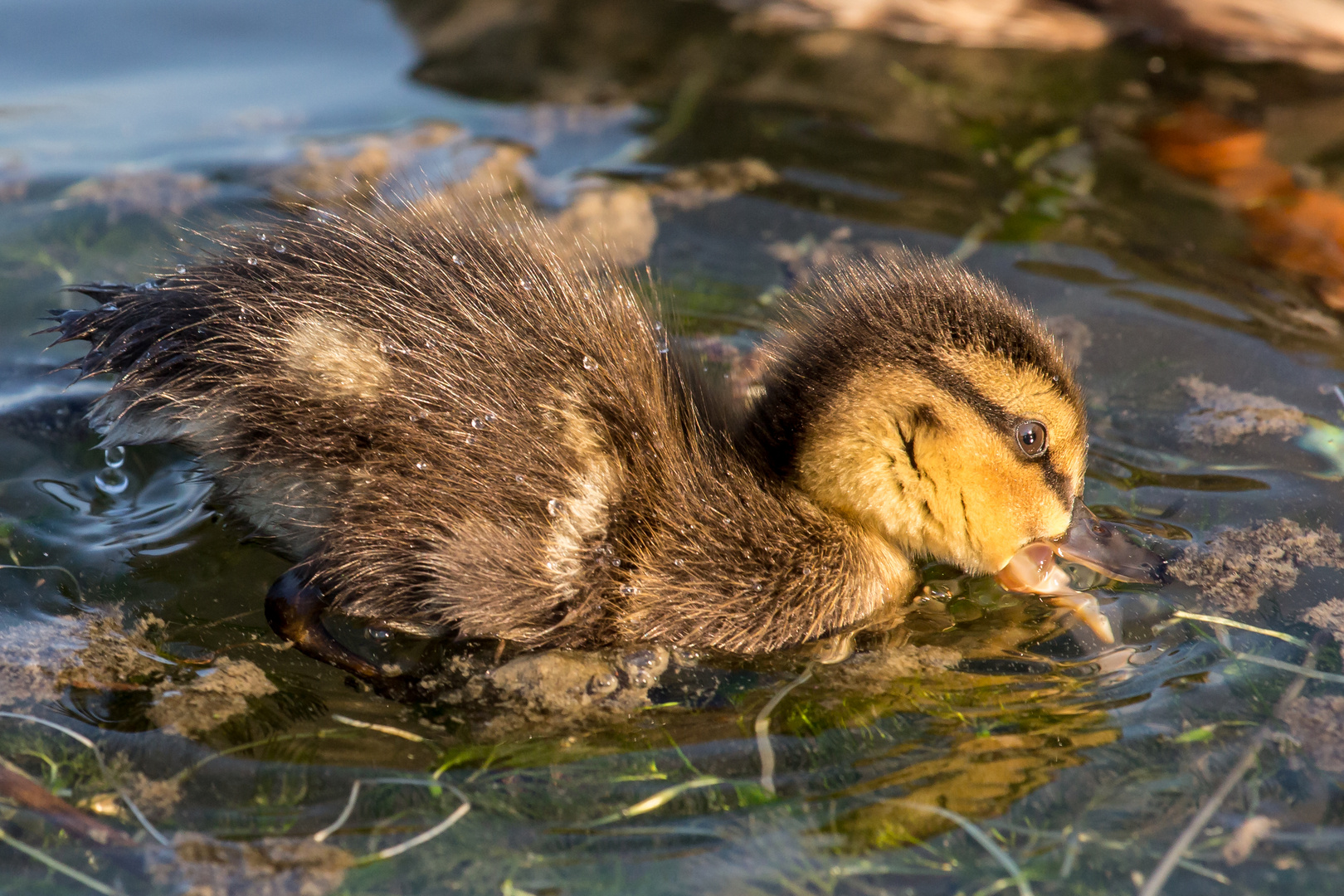 Köpfchen in das Wasser und Schwänzchen in die Höh