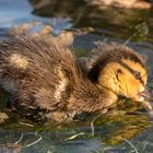 Köpfchen in das Wasser und Schwänzchen in die Höh