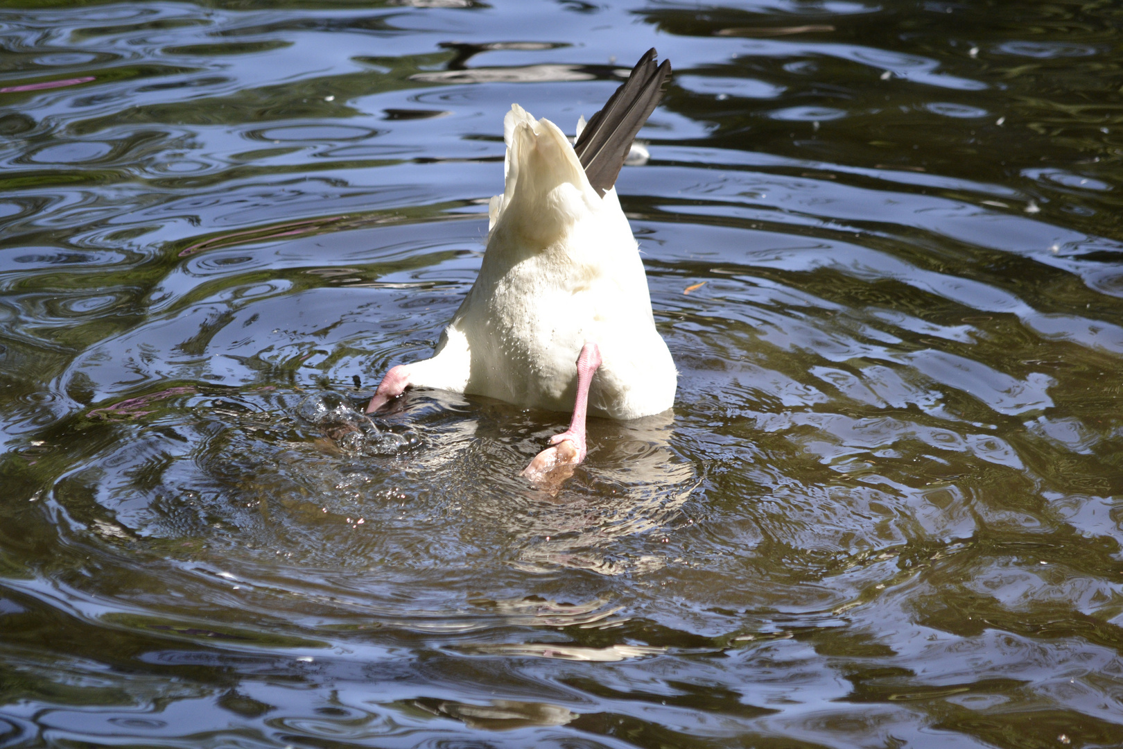 Köpfchen in das Wasser,Schwänzchen in die Höh'