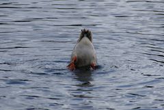 Köpfchen in das Wasser,Schwänzchen in dte Höh