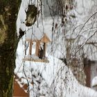 Köpfchen in den Schnee ...